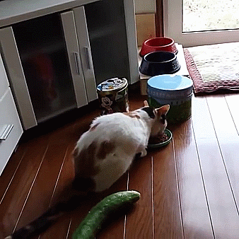 VÍDEO COM FELINOS VIRAL NA WEB: Por que os gatos se assustam tanto com pepinos? Entenda