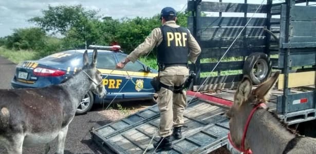 Para conter acidentes em rodovias, governo da Bahia abate 300 jumentos