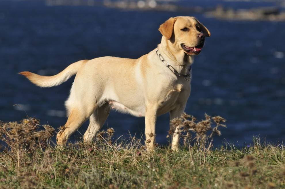 Labrador salva vida de garoto que se perde em montanha