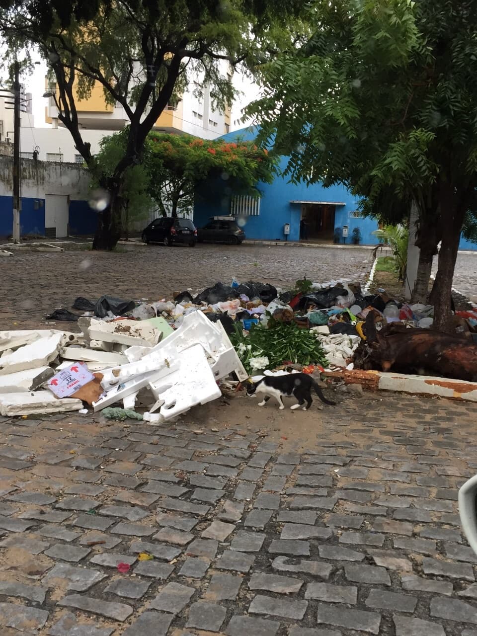 FOTOS: Lixo encontrado em frente ao Mercado de Petrópolis choca clientes