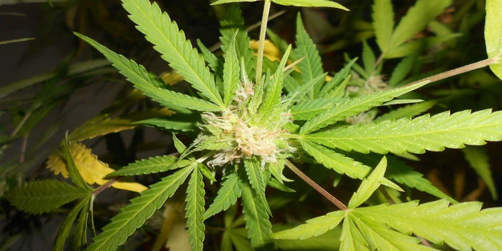 EUA: consumo ilegal de maconha e incidência de doenças relacionadas aumentaram nos estados onde o uso medicinal foi permitido