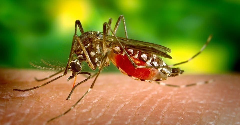 Cientistas temem que surto de febre amarela no Brasil se torne “novo zika vírus”