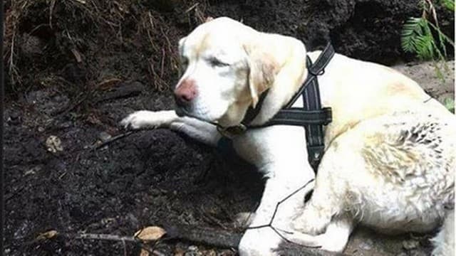 Labrador cega é encontrada fraca em floresta após ser esquecida no jardim
