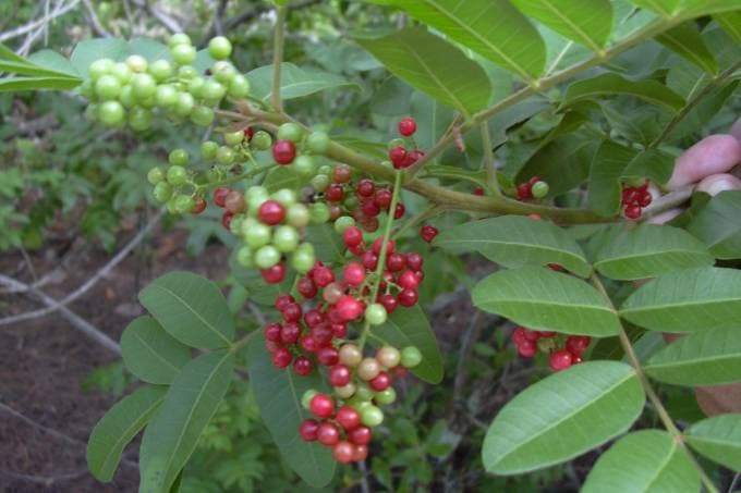 Fruta típica do Brasil pode combater superbactéria