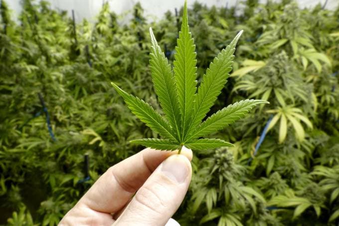 IMAGINE EM UM PAÍS DO NOSSO TAMANHO: Legalização da maconha não diminuiu tráfico no Uruguai