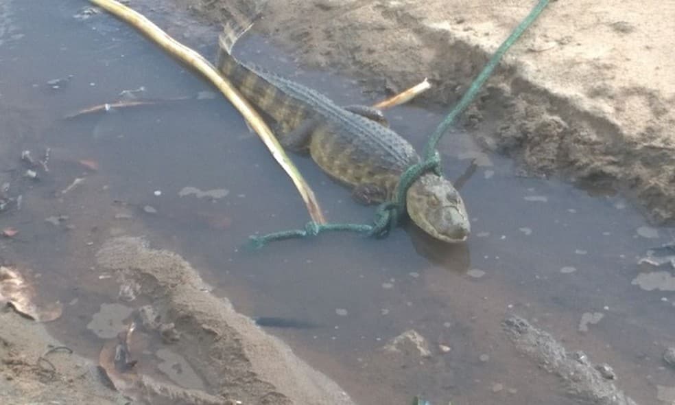 Moradores encontram jacaré em área urbana na Zona Norte de Natal
