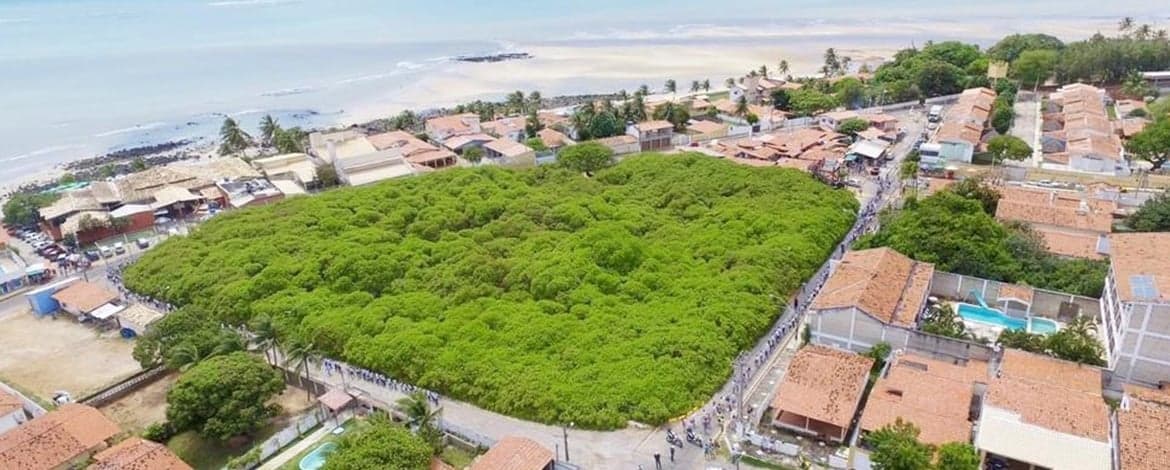 Criação de unidade de conservação do Cajueiro de Pirangi será debatida pela Câmara de Parnamirim