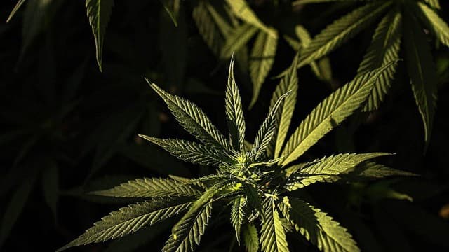 Meia tonelada de maconha some e policiais argentinos dizem que os ratos comeram