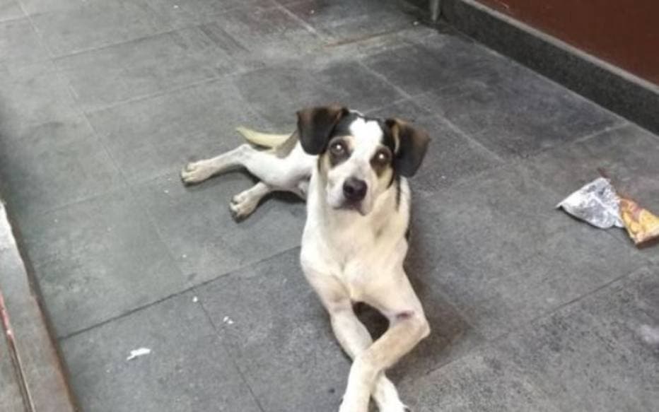 Segurança do Carrefour confirma agressão a cachorro e diz estar arrependido em depoimento